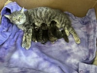 Ferns Felines : Fiona - Photo 4