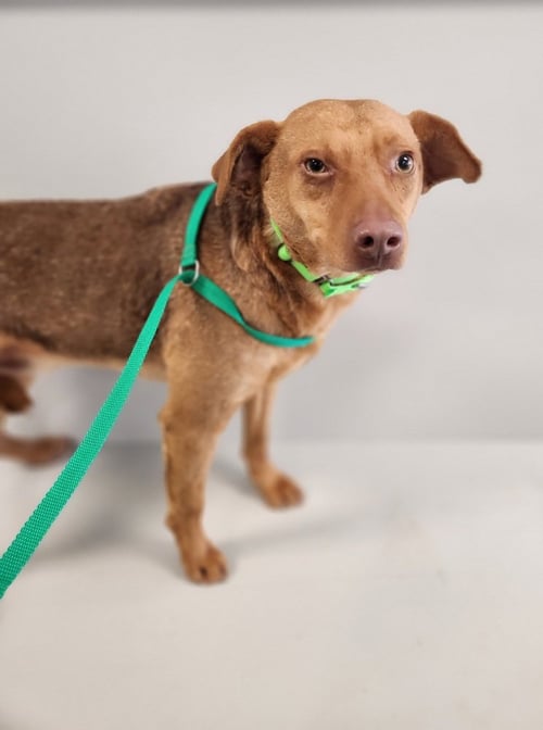 SCREAM : LOOMIS - Beagle available for adoption