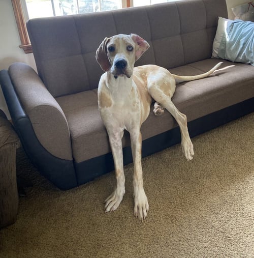 DANE DAWGS : QUINN - Great Dane available for adoption