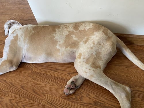 DANE DAWGS : QUINN - Great Dane available for adoption