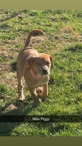 MUPPETS : MISS PIGGY - Catahoula Leopard Dog / Foxhound available for adoption