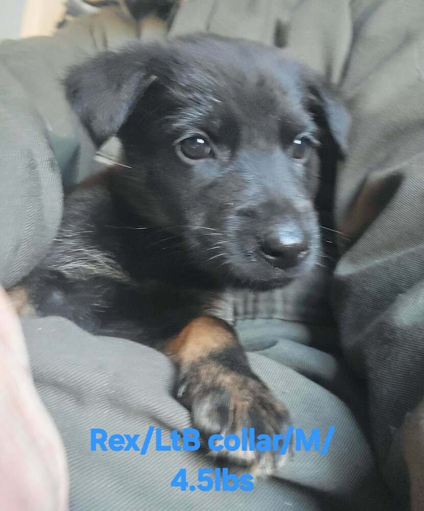 TOY STORY PAWS : REX - German Shepherd Dog / Rhodesian Ridgeback available for adoption