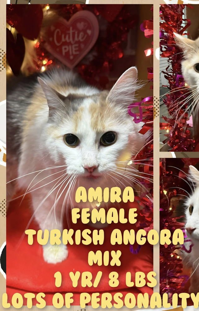 AMIRA CAT - Turkish Angora available for adoption