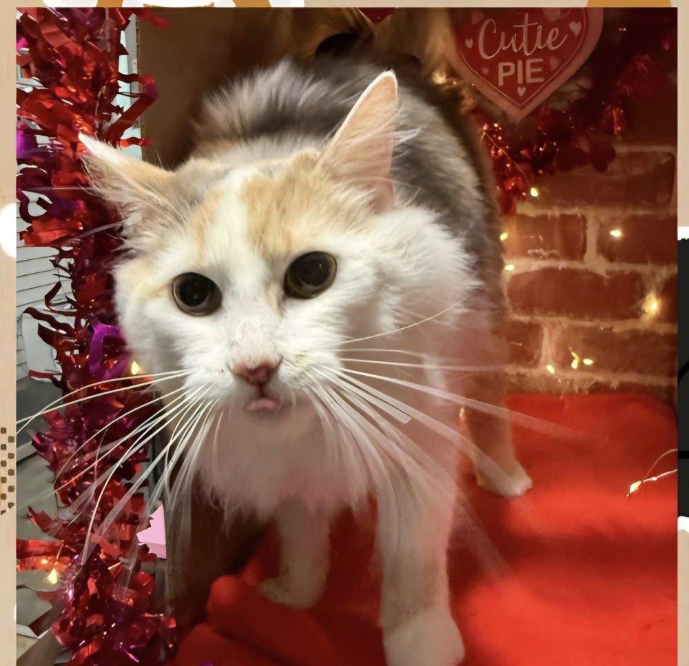 AMIRA CAT - Turkish Angora available for adoption