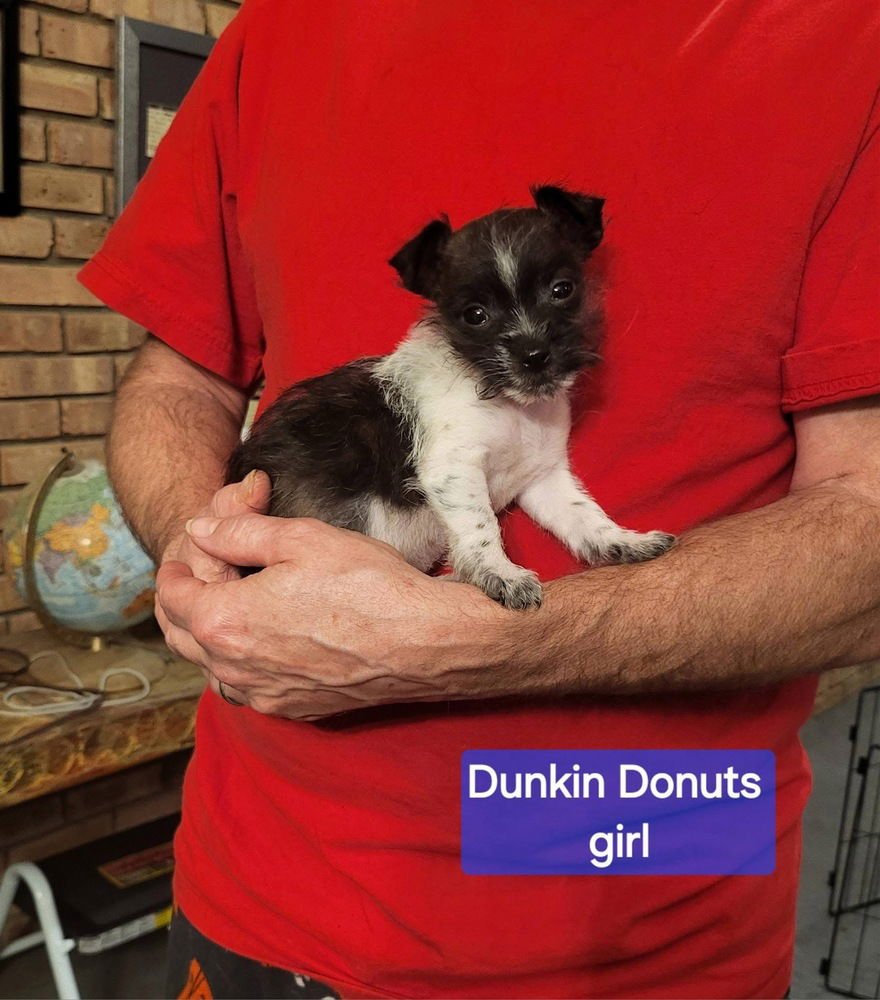 FAST FOOD GANG : DUNKIN DONUTS - Rat Terrier available for adoption