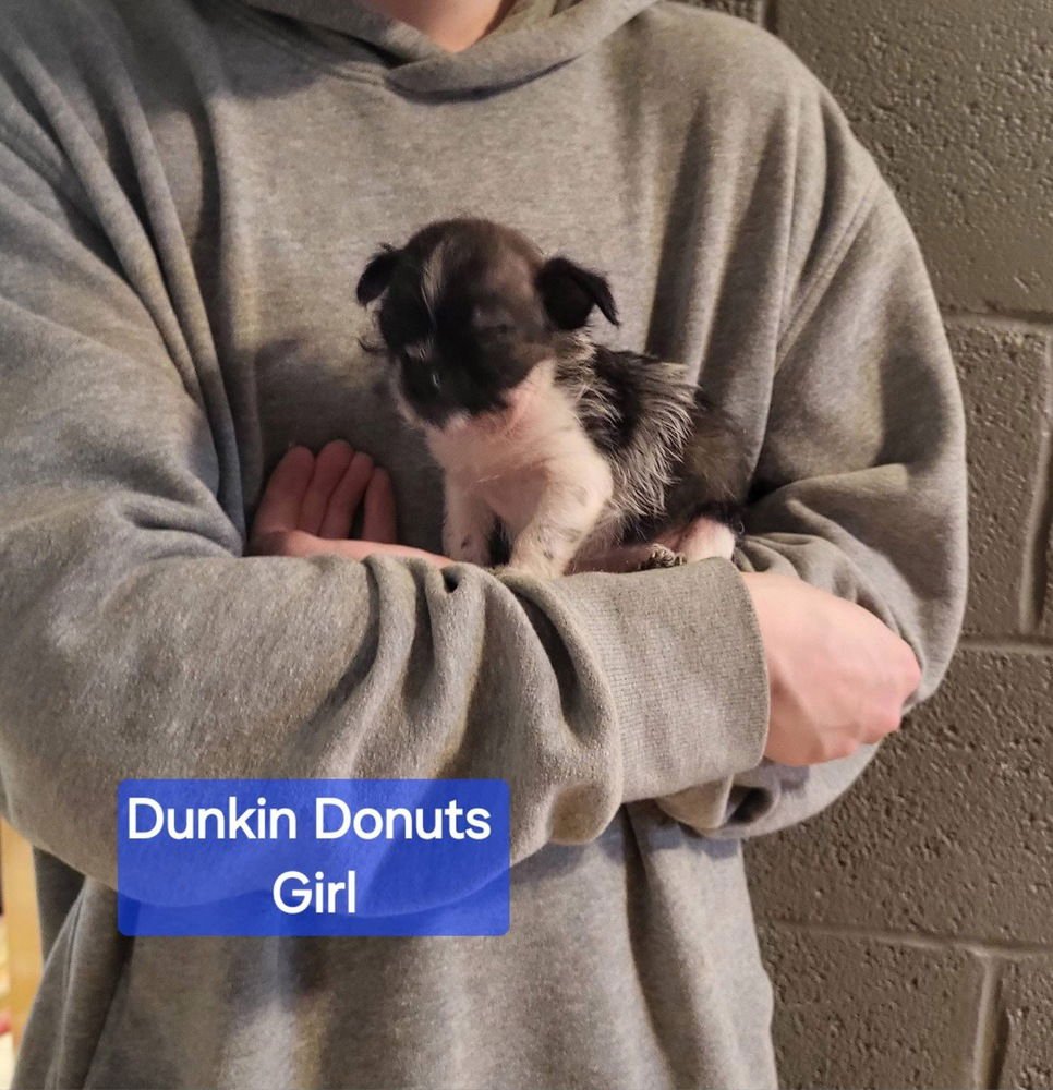 FAST FOOD GANG : DUNKIN DONUTS - Rat Terrier available for adoption