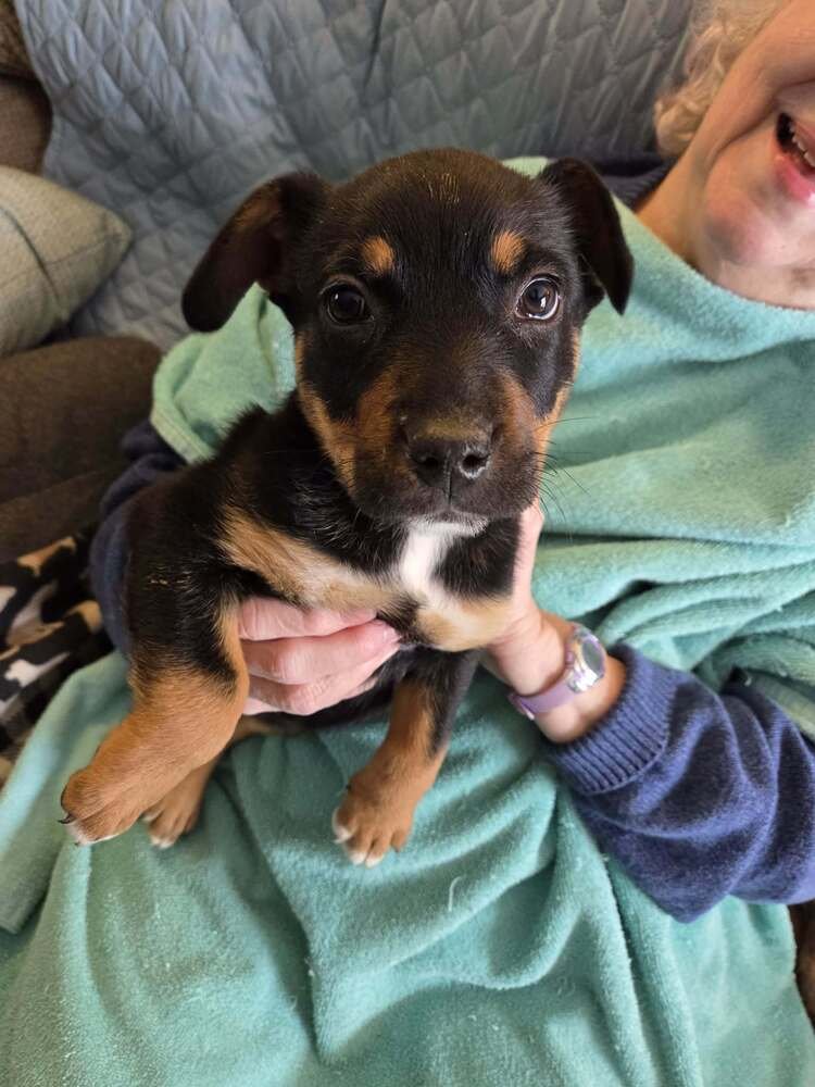 GERMAN CUISINE : BRATWURST - German Shepherd Dog / Labrador Retriever available for adoption