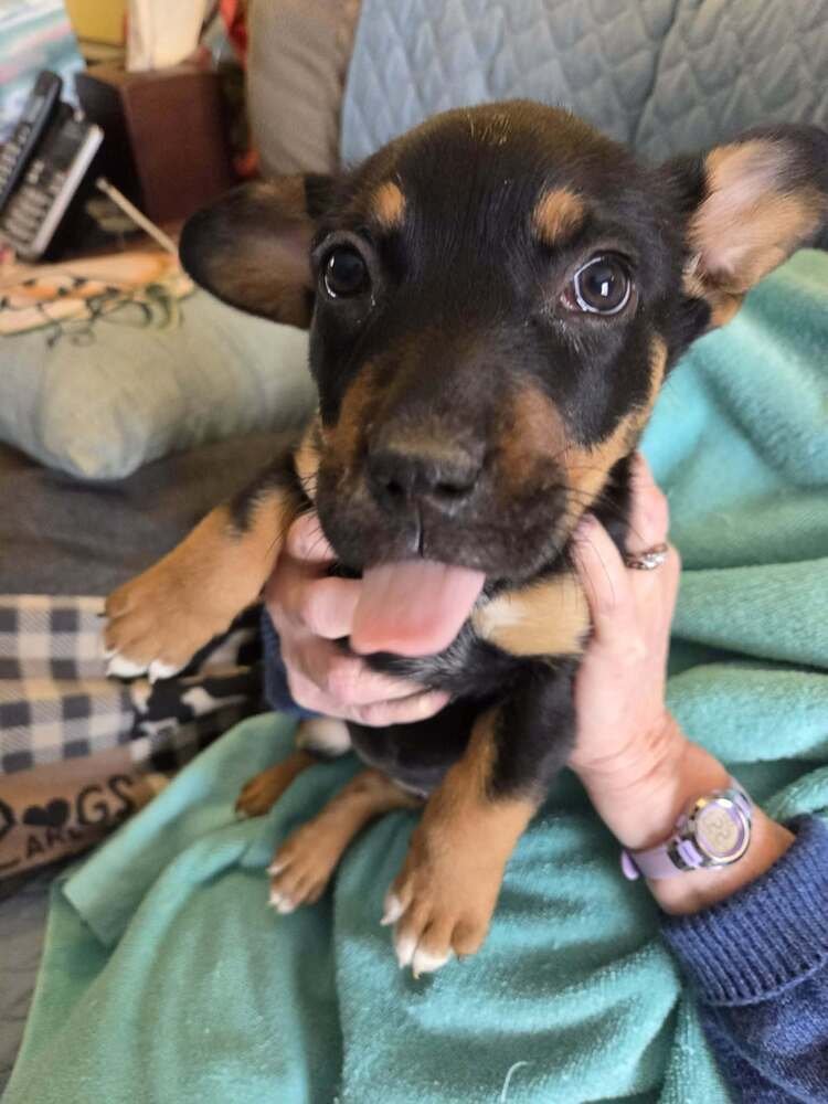 GERMAN CUISINE : BRATWURST - German Shepherd Dog / Labrador Retriever available for adoption