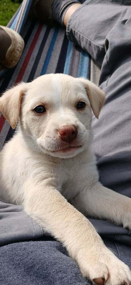 FAMILY TREES : BIRCH - Labrador Retriever / Terrier available for adoption