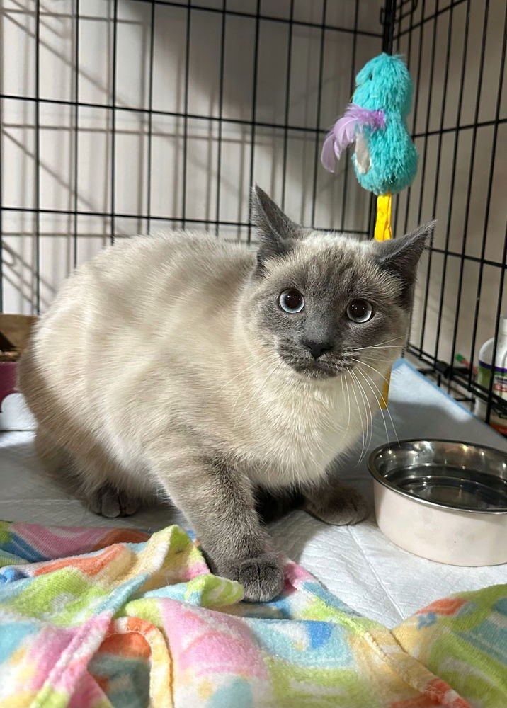 POWDER KITTY - Siamese available for adoption