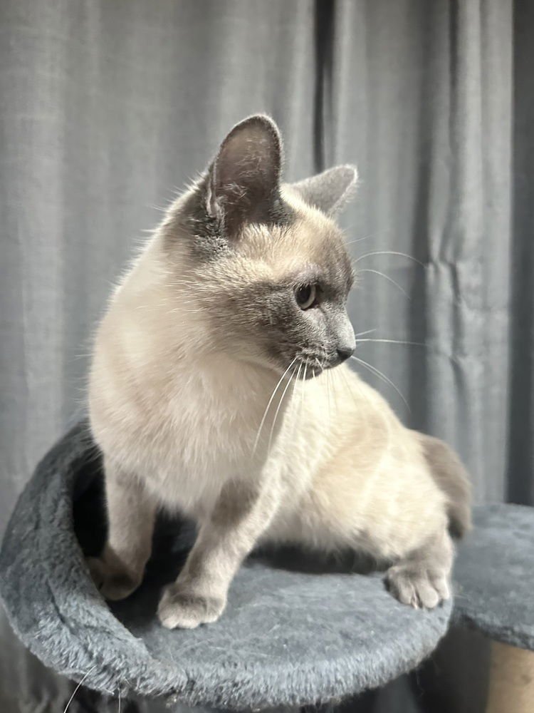 POWDER KITTY - Siamese available for adoption