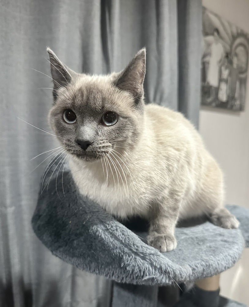 Powder Kitty - Photo 3