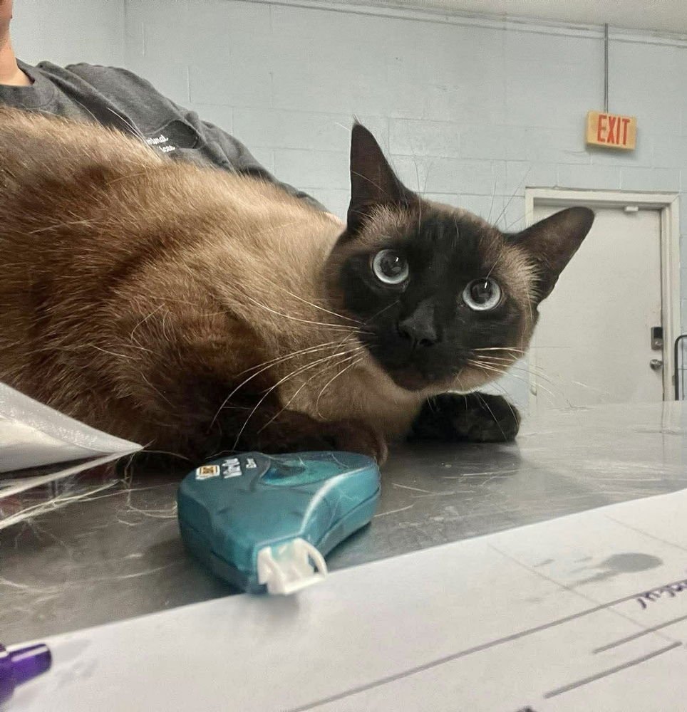 JULIET KITTY - Siamese available for adoption