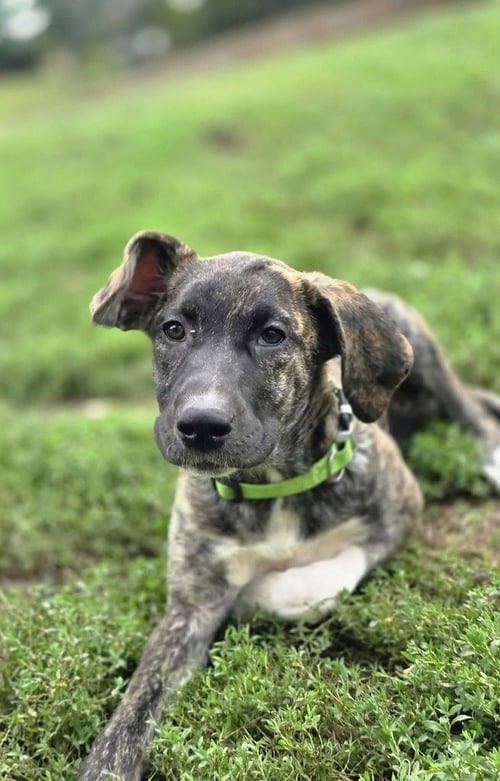 BELOVED BABES : BECKY - Boxer available for adoption
