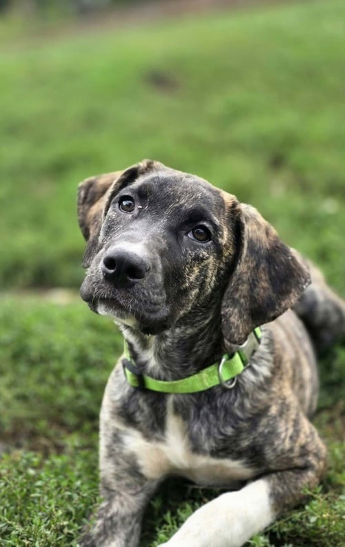 BELOVED BABES : BECKY - Boxer available for adoption