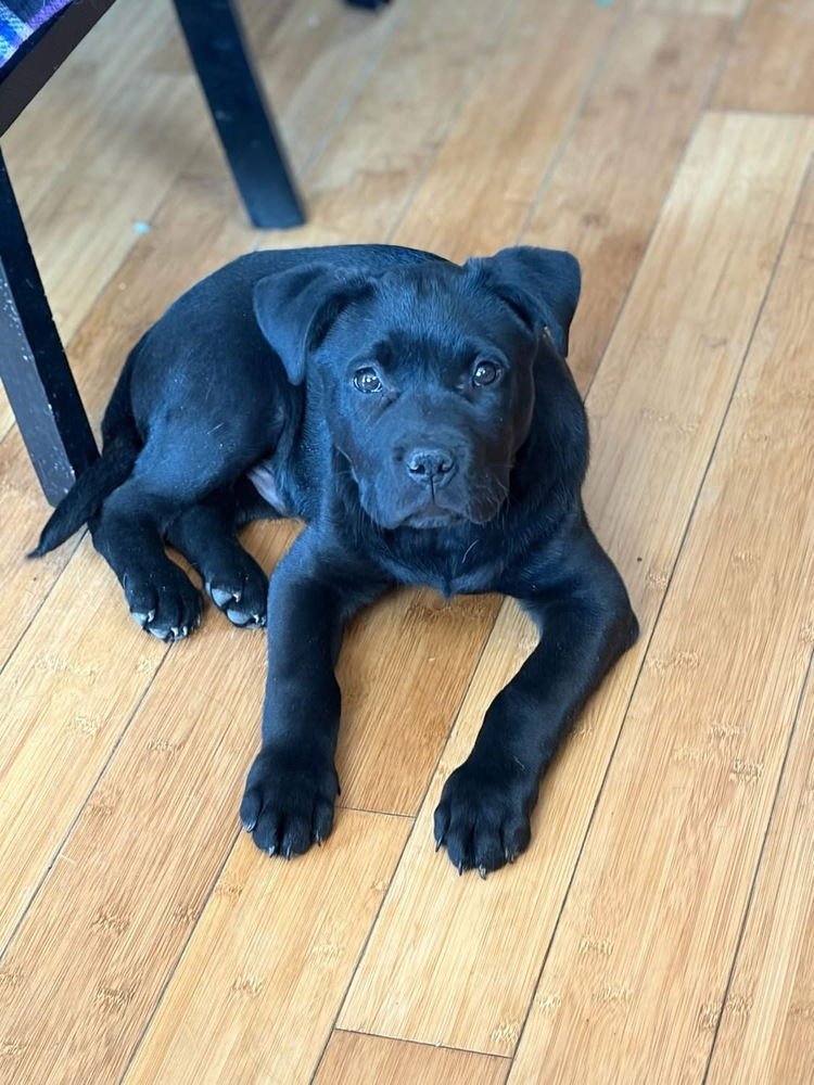 BATMAN - Pit Bull Terrier / Labrador Retriever available for adoption