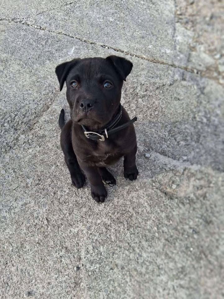 BATMAN - Pit Bull Terrier / Labrador Retriever available for adoption