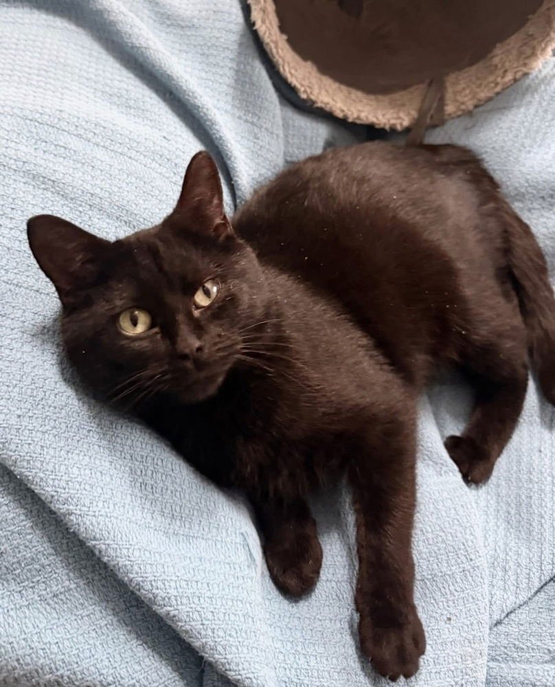 BOO KITTY - Domestic Short Hair available for adoption