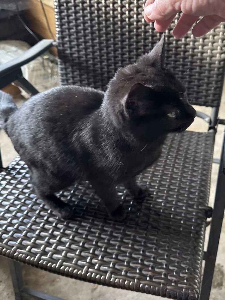 BOO KITTY - Domestic Short Hair available for adoption