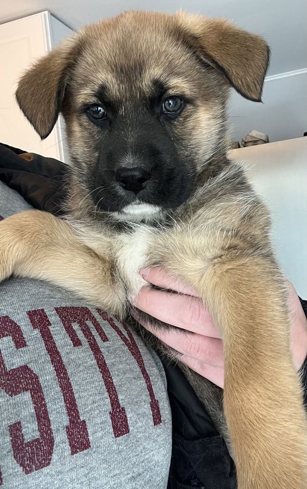 COLORADO : HOLLY - Retriever / Terrier available for adoption