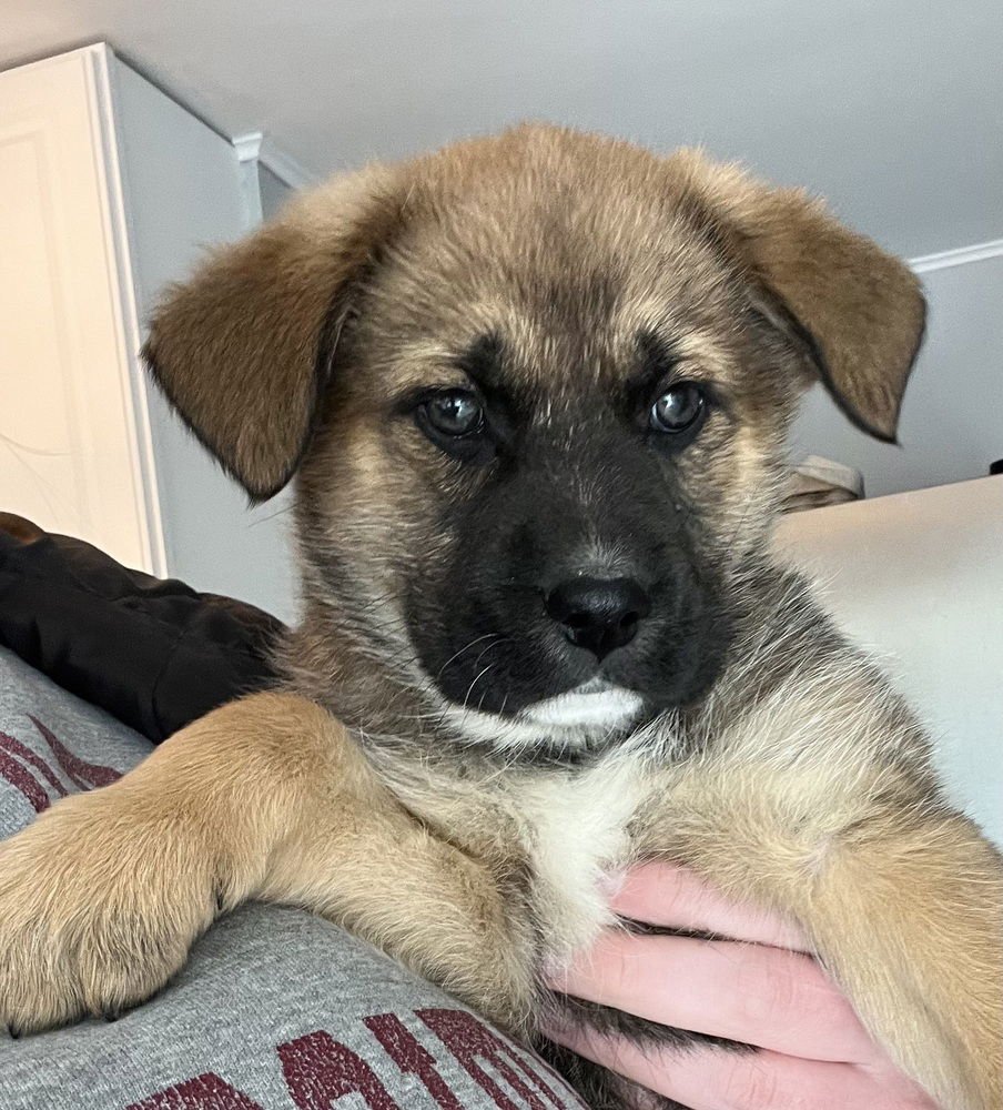 COLORADO : HOLLY - Retriever / Terrier available for adoption