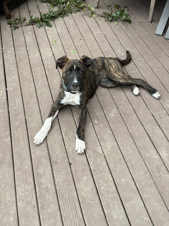 Marion Bs : Blaze (Marley) Image