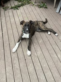 Marion Bs : Blaze (Marley) - Photo 1