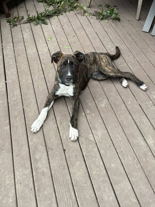 MARION BS : BLAZE (MARLEY) - Pit Bull Terrier available for adoption