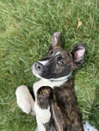 Marion Bs : Blaze (Marley) - Photo 2