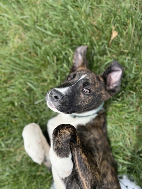 MARION BS : BLAZE (MARLEY) - Pit Bull Terrier available for adoption