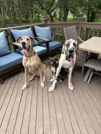 Marion Bs : Blaze (Marley) - Photo 4