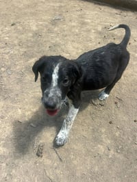BRE Paws : Brecken - Photo 1