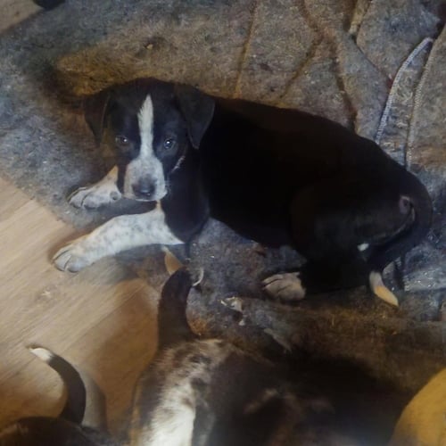 BRE PAWS : BRECKEN - Australian Shepherd available for adoption