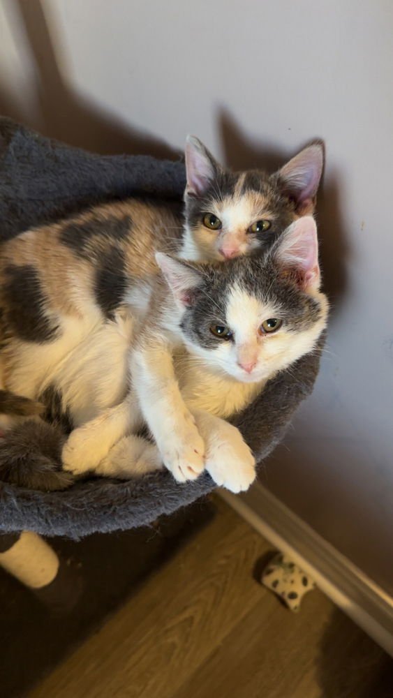 Destinys kittens : Hannah - Photo 4