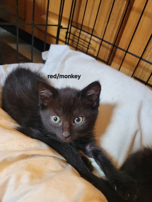 WHISKY NIPS : MONKEY SHOULDERS - Domestic Short Hair available for adoption
