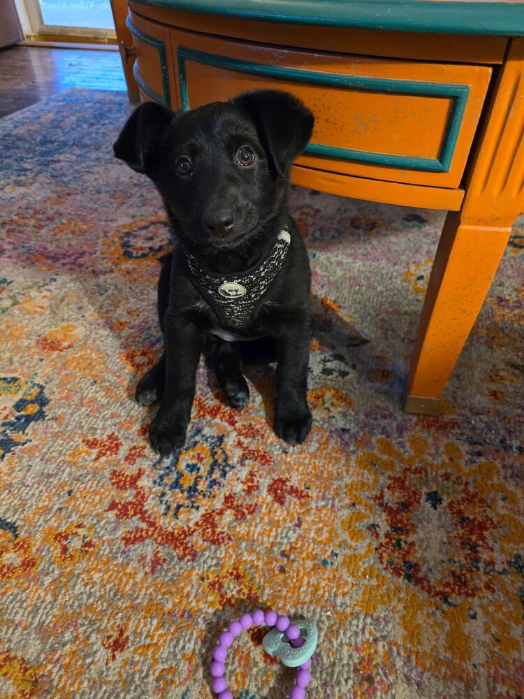 STORY - Labrador Retriever available for adoption