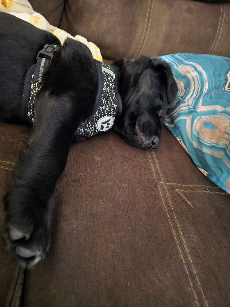 STORY - Labrador Retriever available for adoption