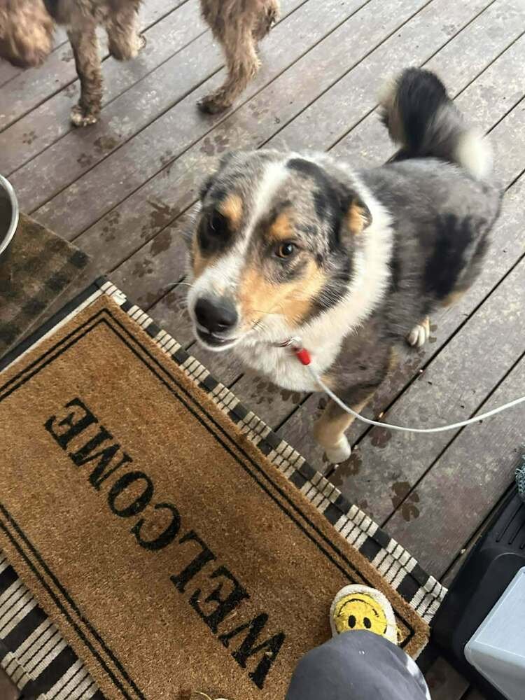 MAX A DAMON - Australian Shepherd / Australian Cattle Dog/Blue Heeler available for adoption