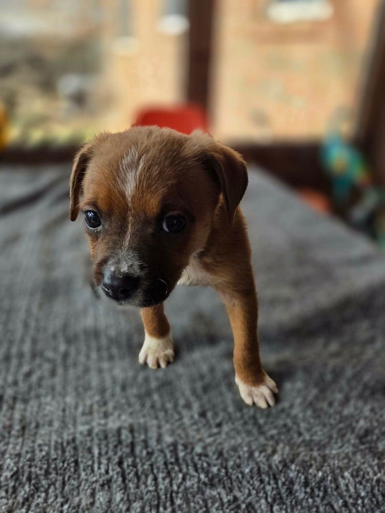 MUSTARDS :  BROWN - Boxer / Pug available for adoption