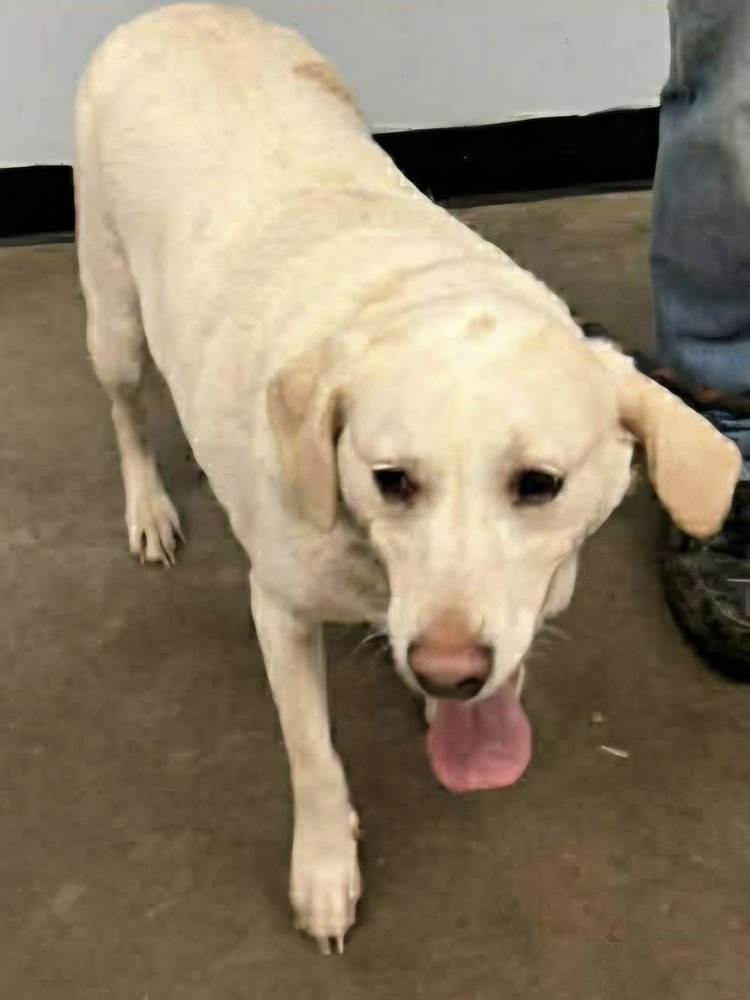 SELENA - Labrador Retriever / Pointer available for adoption