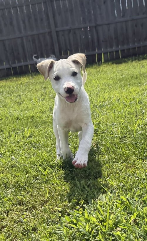 DELAWARE : KENTON - Labrador Retriever / Beagle available for adoption