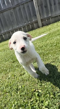 Delaware : Kenton - Photo 4