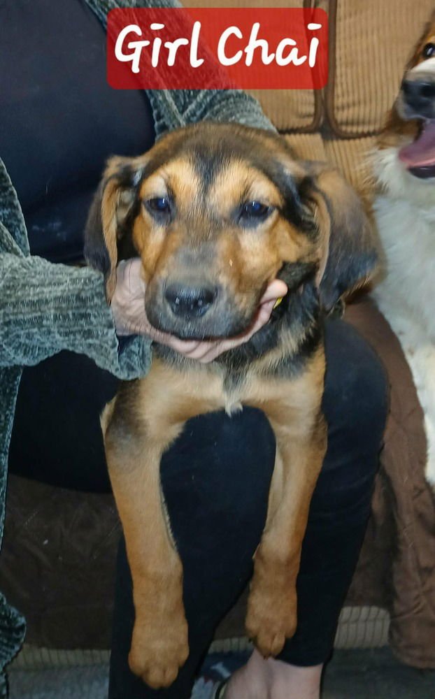 COFFEE SHOP CREW : CHAI - German Shepherd Dog available for adoption