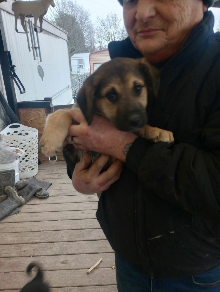 COFFEE SHOP CREW : CHAI - German Shepherd Dog available for adoption