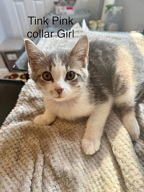 NEVERLAND KITTIES : TINK - Domestic Short Hair available for adoption