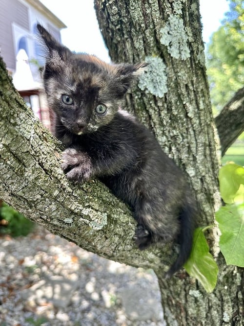 LBT KITTIES : DUCKY - Domestic Short Hair available for adoption