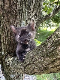 LBT Kitties : Ducky - Photo 2