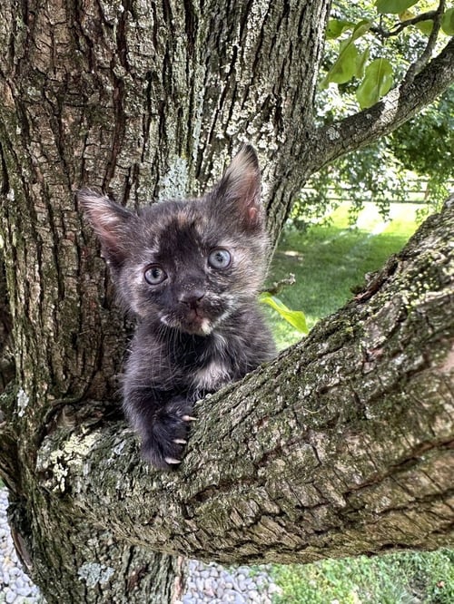 LBT KITTIES : DUCKY - Domestic Short Hair available for adoption