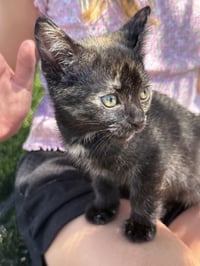 LBT Kitties : Ducky - Photo 3