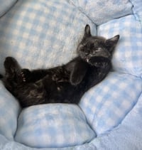 LBT Kitties : Ducky - Photo 4